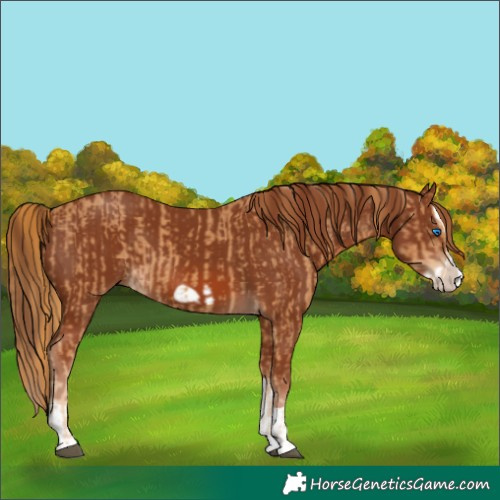 Horse Color:Chestnut Splash Frame  and Chestnut Splash Frame 