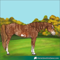 Horse Color:Chestnut Splash Frame  and Chestnut Splash Frame 