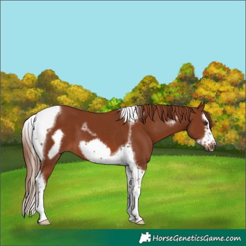 Horse Color:Chestnut Splash Tobiano Frame 