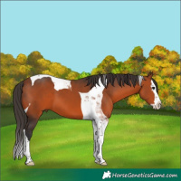 Horse Color:Bay Splash Tobiano