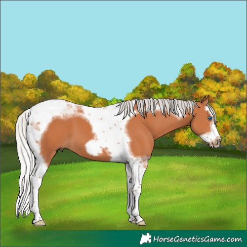 Horse Color:Silver Bay Splash Tobiano Frame