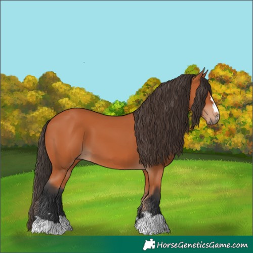 Horse Color:Bay 