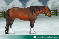 Horse Color:Bay 