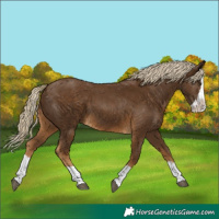 Horse Color:Chocolate Palomino Splash