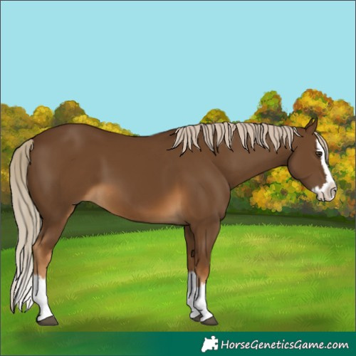 Horse Color:Chocolate Palomino Splash 