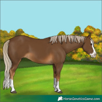Horse Color:Chocolate Palomino Splash 