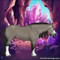 Horse Color:Gray Grullo 