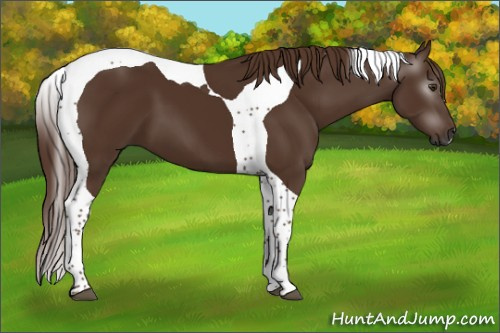 Horse Color:Gray Chestnut Tobiano 