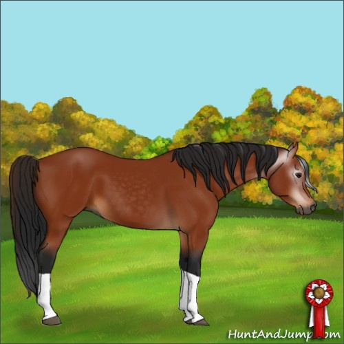 Horse Color:Gray Bay Tobiano 