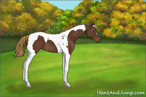 Horse Color:Gray Chestnut Tobiano 