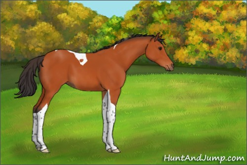 Horse Color:Bay Tobiano 