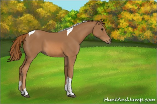 Horse Color:Chestnut Tobiano 