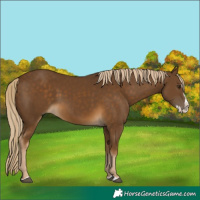 Horse Color:Chocolate Palomino Splash 
