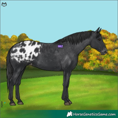 Horse Color:Black Appaloosa