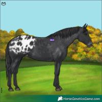 Horse Color:Black Appaloosa 