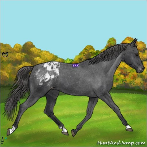 Horse Color:Black Appaloosa 