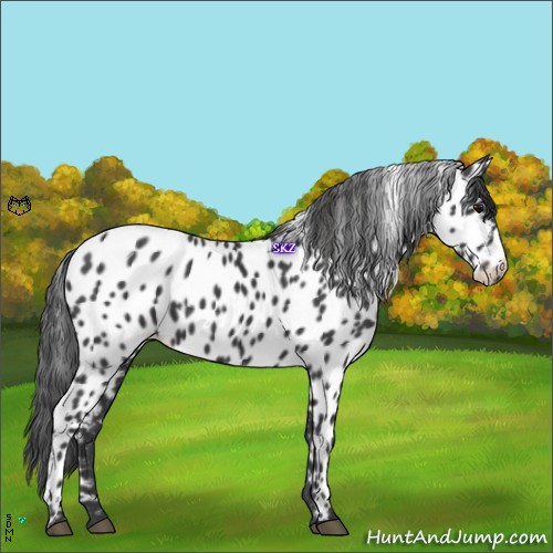 Horse Color:Black Near Leopard