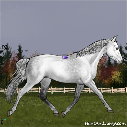 Horse Color:Gray Black Appaloosa 