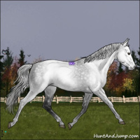 Horse Color:Gray Black Appaloosa 
