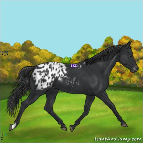 Horse Color:Black Appaloosa 