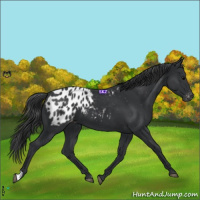 Horse Color:Black Appaloosa