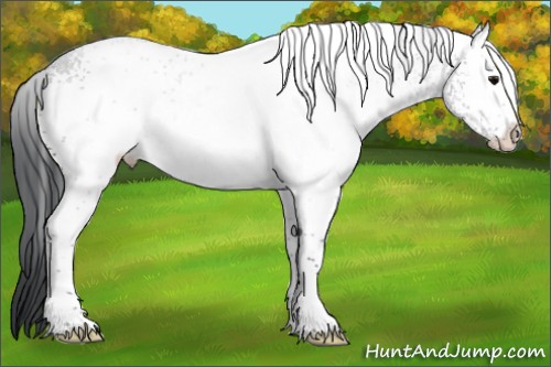 Horse Color:White Spotted Black 