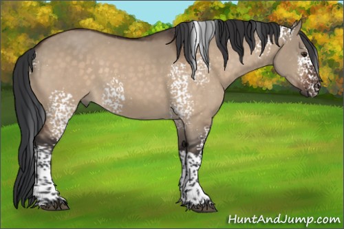 Horse Color:White Spotted Brown Dun Tobiano 