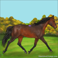 Horse Color:Brown 