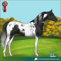 Horse Color:Black Tobiano 