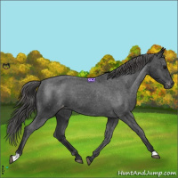 Horse Color:Black Appaloosa Rabicano 
