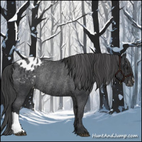 Horse Color:Black Appaloosa Rabicano 