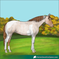 Horse Color:Red Roan Pearl Tobiano 