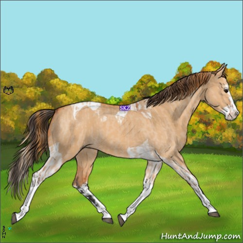 Horse Color:Bay Dun Splash Tobiano and Red Dun Splash Tobiano