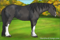 Horse Color:Black and Black