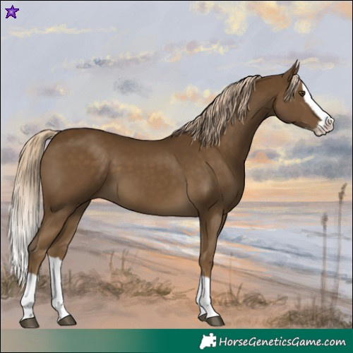 Horse Color:Chocolate Palomino Mushroom Splash 