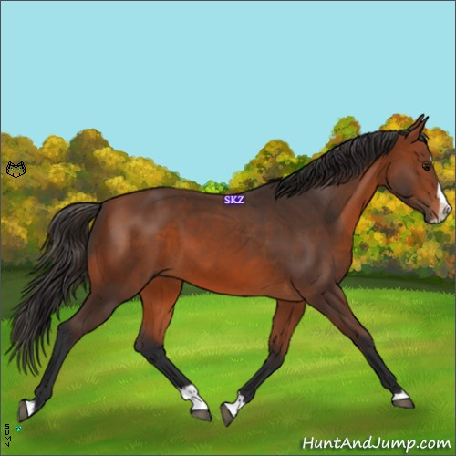 Horse Color:Bay Splash 