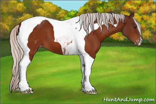 Horse Color:Silver Brown Tobiano Appaloosa 