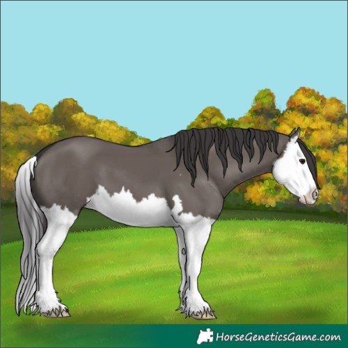 Horse Color:Smoky Grullo Splash 