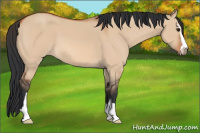 Horse Color:Bay Dun Sabino 