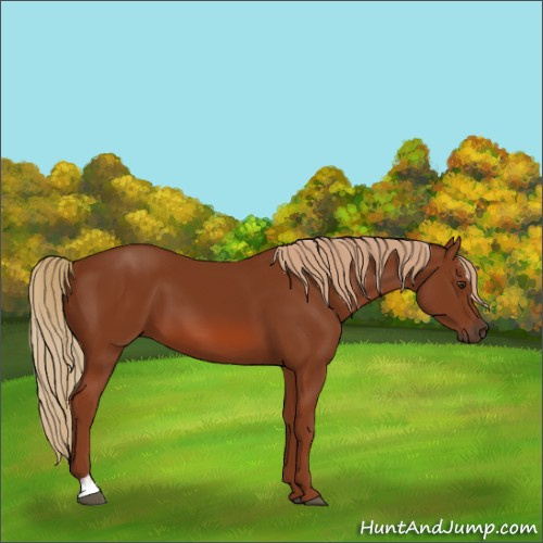 Horse Color:Chestnut Sabino 
