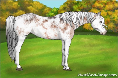 Horse Color:Bay Sabino