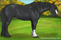 Horse Color:Black  and Black 