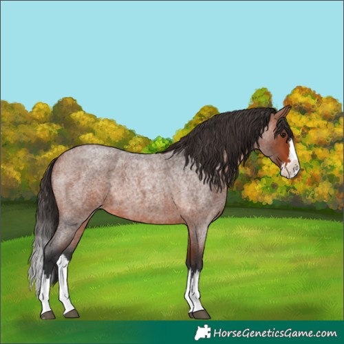 Horse Color:Bay Roan Splash 