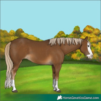 Horse Color:Chocolate Palomino Splash
