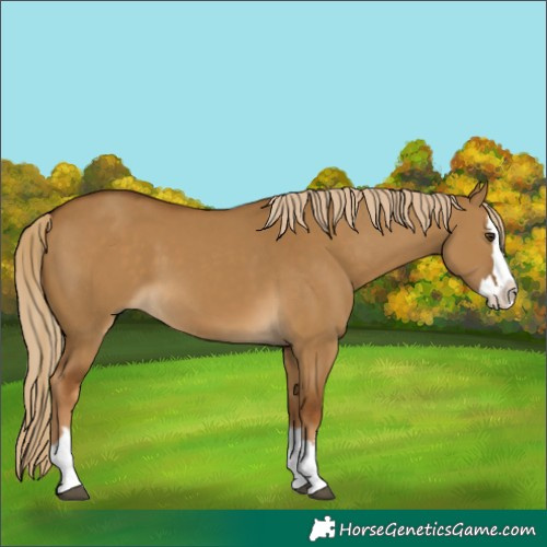 Horse Color:Chocolate Palomino Dun Splash