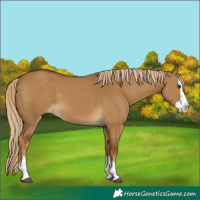 Horse Color:Chocolate Palomino Dun Splash 