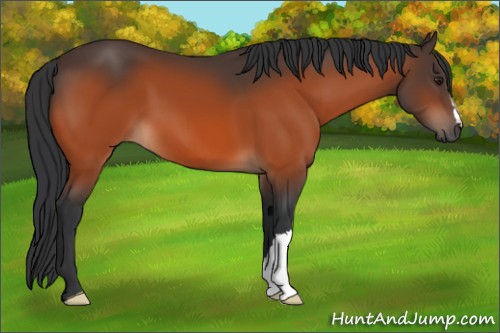 Horse Color:Brown 
