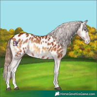Horse Color:Red Onyx Appaloosa