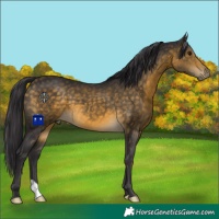 Horse Color:Buckskin 