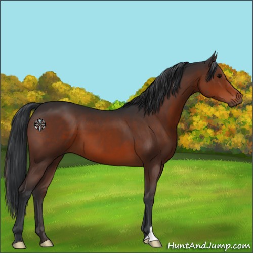 Horse Color:Brown 